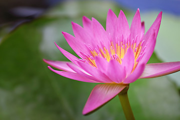 Image showing lotus flower