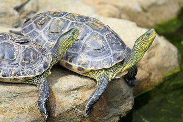 Image showing turtle