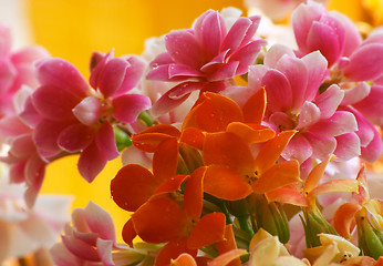 Image showing Flowers of Kalanchoe