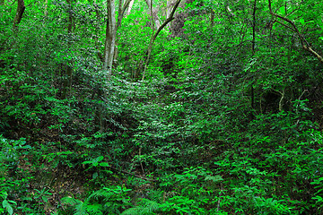 Image showing green forest