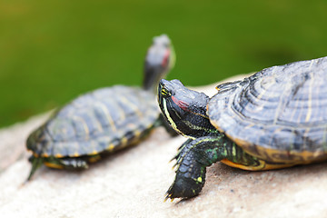 Image showing tortoises on rock