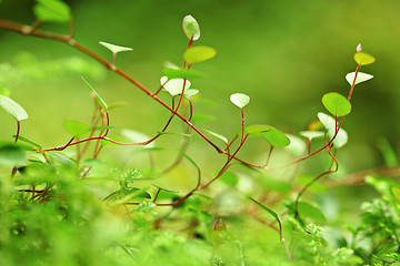 Image showing moss close up