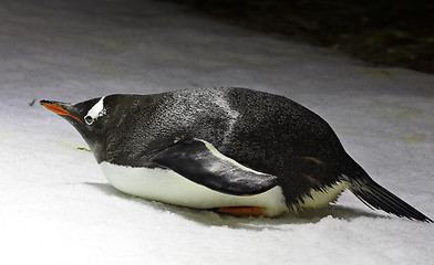 Image showing Penguin