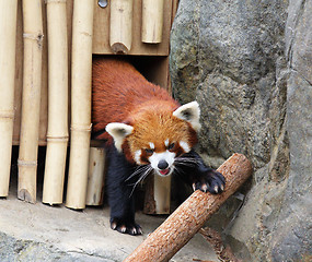 Image showing Red panda