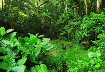 Image showing green forest