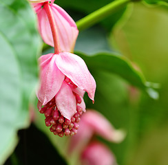 Image showing rose grape, medinilla magnifica, melastomataceae