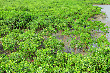 Image showing Red Mangroves