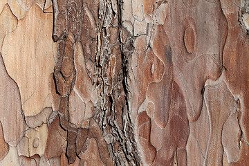 Image showing Wooden texture