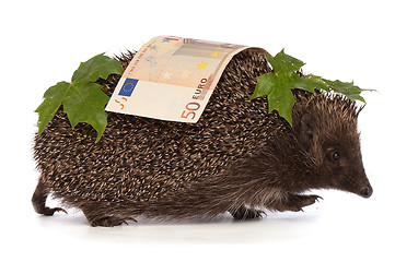 Image showing hedgehog with euro profit