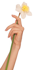 Image showing white narcissus