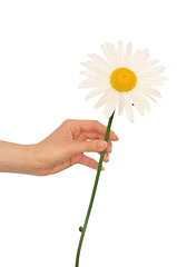 Image showing big white daisy