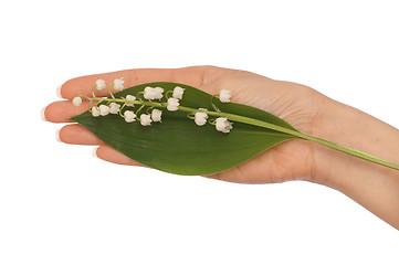 Image showing lily of the valley