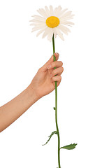 Image showing big white daisy