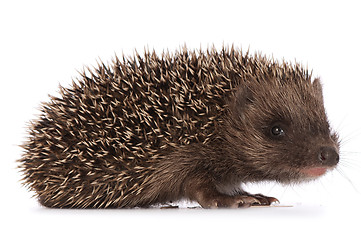 Image showing hedgehog