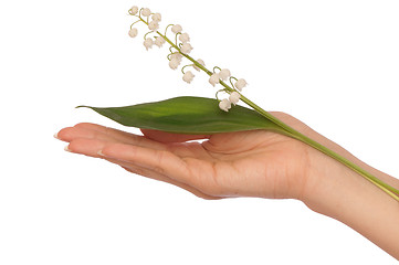 Image showing lily of the valley