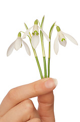 Image showing snowdrops