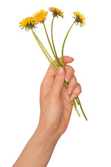 Image showing yellow dandelions