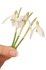 Image showing snowdrops