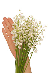 Image showing lily of the valley