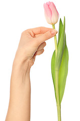 Image showing spring tulip