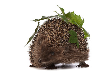 Image showing hedgehog with green leafs