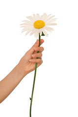 Image showing big white daisy