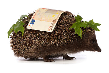 Image showing hedgehog with euro profit