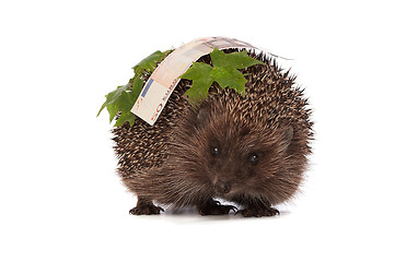 Image showing hedgehog with euro profit