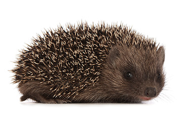 Image showing hedgehog