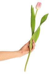 Image showing spring tulip