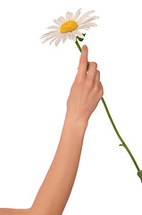 Image showing big white daisy