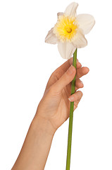 Image showing white narcissus