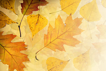 Image showing Autumn leaves background