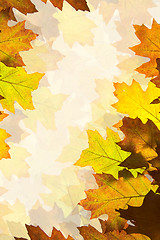 Image showing Autumn leaves background