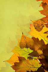 Image showing Autumn leaves background