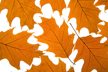 Image showing Autumn leaves background