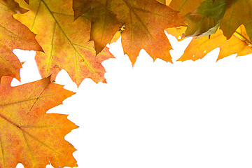 Image showing Autumn leaves background