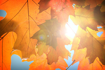 Image showing Autumn leaves background