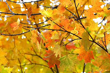 Image showing Beautiful autumn maple tree 