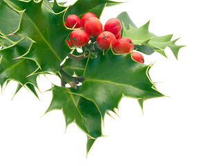 Image showing Holly