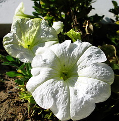 Image showing Flower white