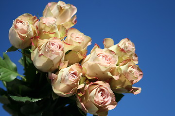 Image showing Roses