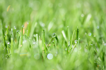 Image showing Green vibrant grass