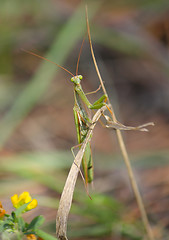 Image showing Mantis on the leaf