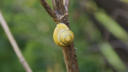 Image showing Schnecke