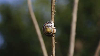 Image showing Schnecke