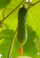 Image showing Cucumber