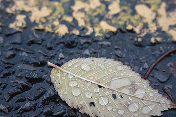 Image showing Fallen tree leaf covered with raindrops