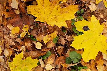 Image showing Autumn Leafs Background