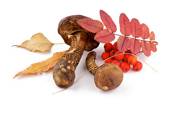 Image showing Brown Cap Boletus, Leafs and Cranberry
